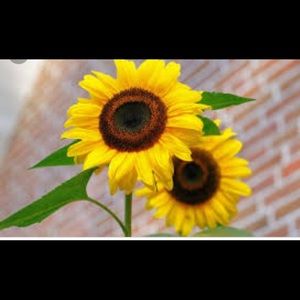 Meet your Posher, Destiny